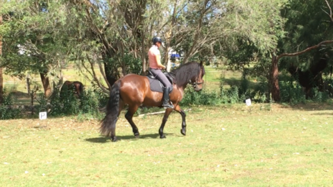 horse and rider in balance upwards transition into trot