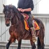 Chris on her handsome Pasofino stallion Rev