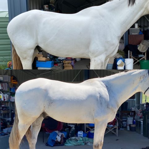 grey horse in for rehabilitation work. right side of the body showing the development of back and neck muscle as well as spinal alignment, core engagement.