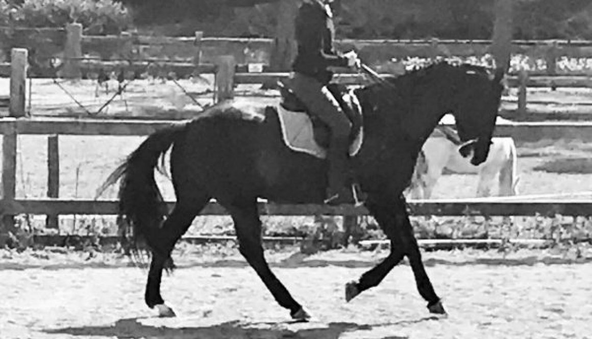 black and white photo showing a horse in a canter stride