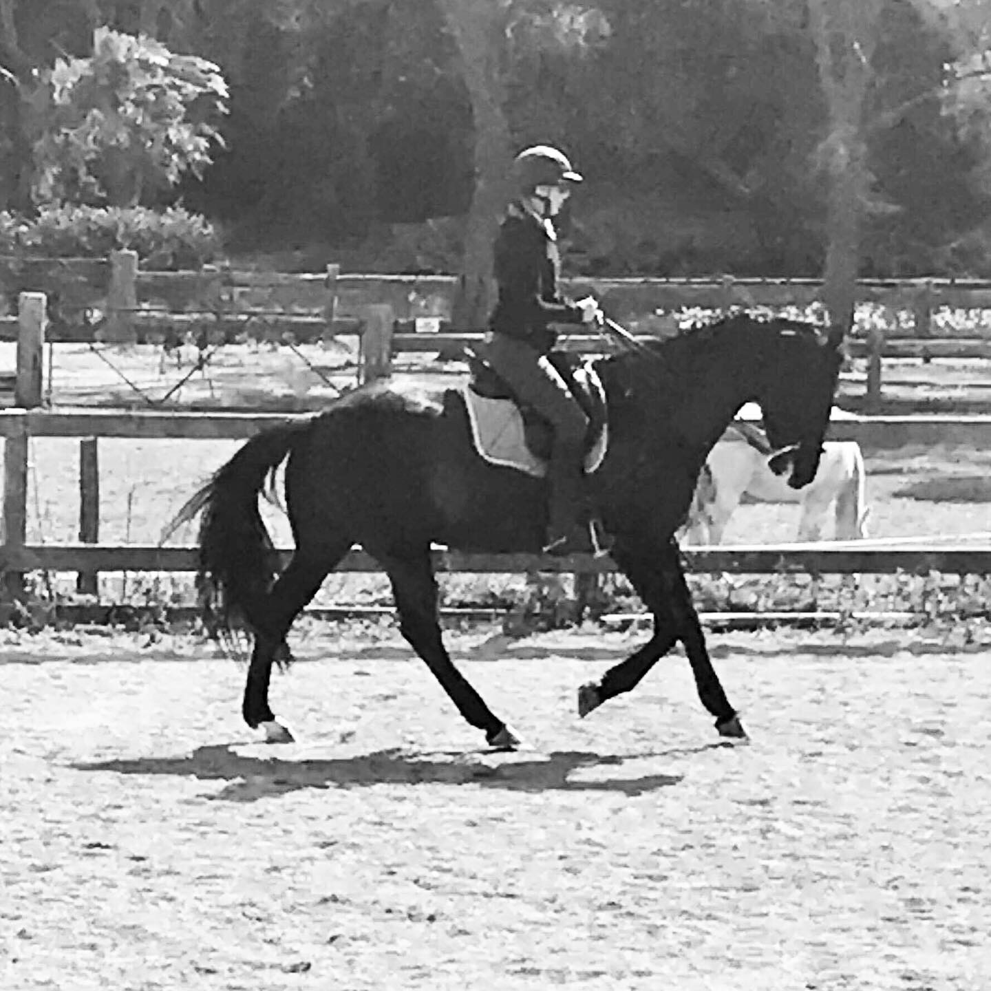 black and white photo showing a horse in a canter stride