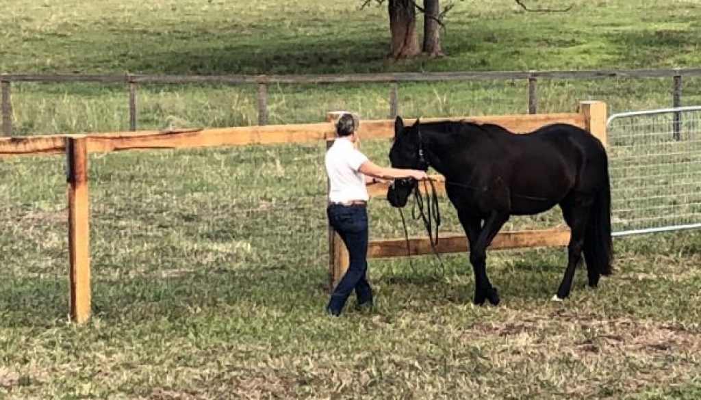 black mare working in hand step by step, back to fitness.