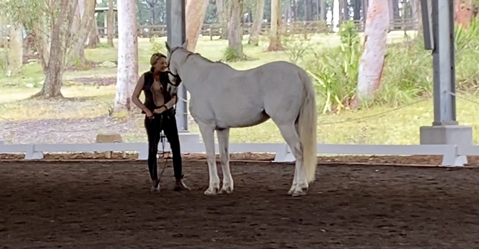 Grey Australian stock horse waiting relaxed and ready for the next task, happy relaxed learning