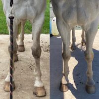 grey horse in rehabilitation work front legs chest forming a healthy picture frame and stance