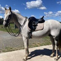 grey Australian Stock -horse in better balance rounder and softer all muscles working together