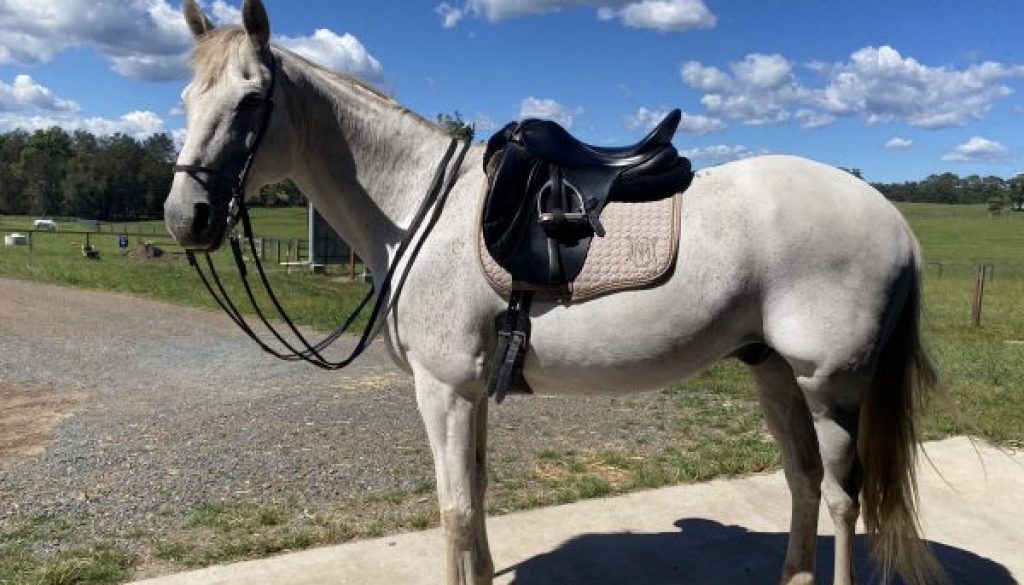 grey Australian Stock -horse in better balance rounder and softer all muscles working together